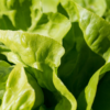 lettuce